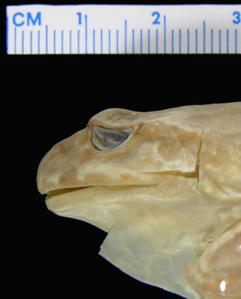 Media type: image; Herpetology A-2244